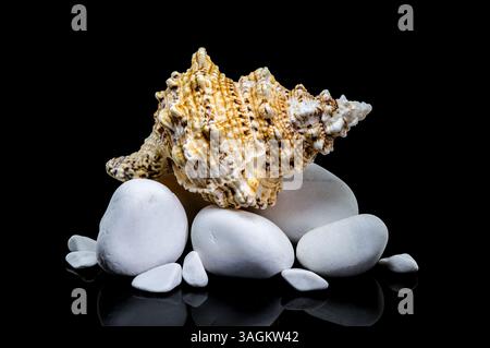 Studio shot of a Tutufa bubo shell nestled on smooth white stones, with a glossy reflection against a stark black background Stock Photo