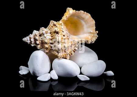 Studio shot of a Tutufa bubo shell nestled on smooth white stones, with a glossy reflection against a stark black background Stock Photo