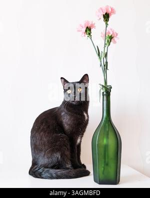 Elegant black cat with bright amber eyes sitting next to green glass vase holding pink carnations, set against clean white background. Minimalist home Stock Photo