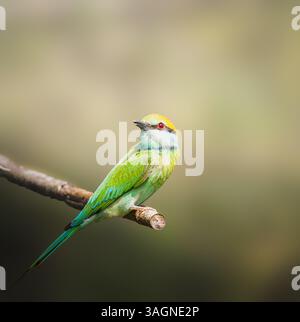 Green bee-eater bird on branch Stock Photo