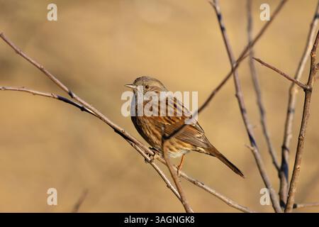 Dunnock perched on a twing in lovely spring sunshine. Stock Photo