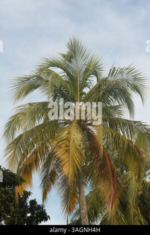 Close-up view of a palm tree's or coconut tree's intricate leaf structure. Stock Photo