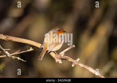 Red Breasted Robin sat in a bush on a sunny winter morning. Stock Photo
