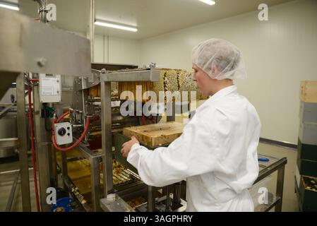 GREYMOUTH, NEW ZEALAND, DECEMBER 28, 2016: A worker operates the extraction unit at a honey processing factory Stock Photo