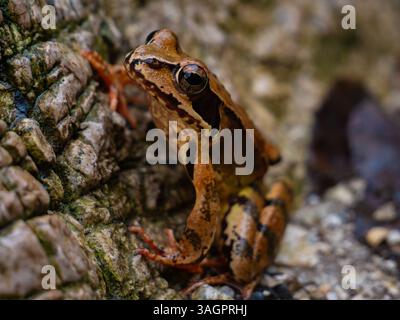 Closeup of a brown Frog (Rana Temporia) resting on Mossy Rock in a Natural Habitat, Soteska Pekel (Hell Gorge) Slovenia Stock Photo