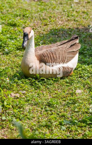 Close up of gooses with sunshine Stock Photo