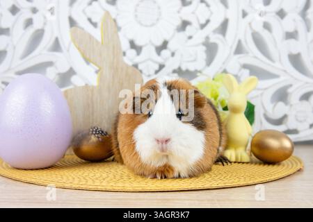 Cute American guinea pig, Cavia porcellus known as the cavy or domestic cavy. Real pet on white bohemian Easter theme background. Decorative eggs. Stock Photo