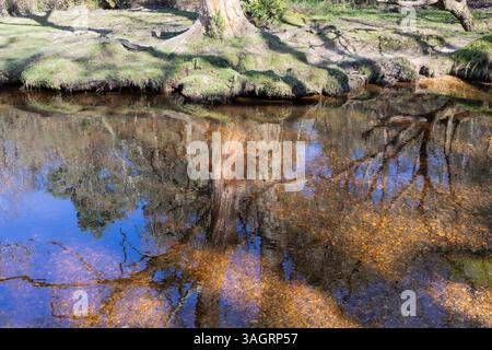 Tree reflections in the stream at Ober Water in the New Forest, Hampshire, England Stock Photo