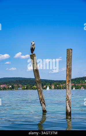 A grey heron sits on a wooden post on the edge of Lake Constance on the island of Reichenau, Baden-Württemberg, Germany. Stock Photo