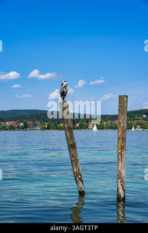 A grey heron sits on a wooden post on the edge of Lake Constance on the island of Reichenau, Baden-Württemberg, Germany. Stock Photo