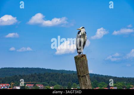 A grey heron sits on a wooden post on the edge of Lake Constance on the island of Reichenau, Baden-Württemberg, Germany. Stock Photo