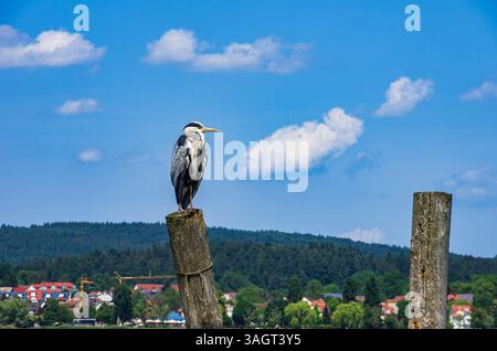 A grey heron sits on a wooden post on the edge of Lake Constance on the island of Reichenau, Baden-Württemberg, Germany. Stock Photo