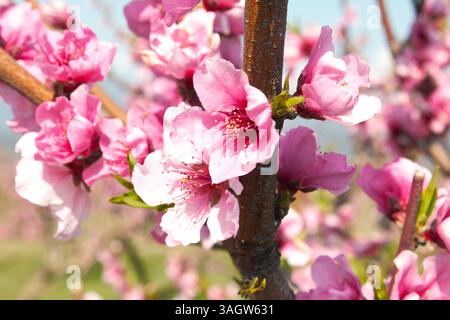 Close-up of lush pink peach blossoms on a tree branch in a garden during the height of spring bloom. Stock Photo