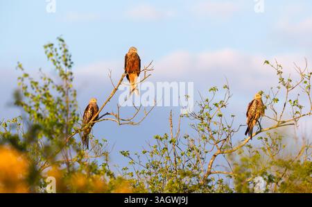 Group of Red kites perched in a tree against blue sky, Chilterns, UK. Stock Photo