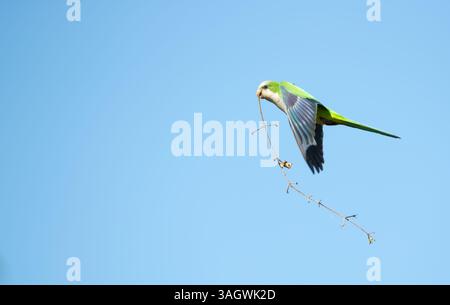 Monk parakeet in flight with nesting material in its beak, Pantanal, Brazil. Stock Photo
