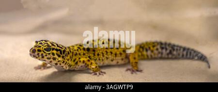 close up of a Leopard Gecko (Eublepharis macularius) captive The leopard gecko is a popular pet Stock Photo