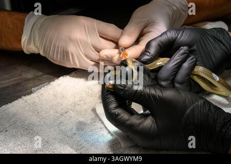 Veterinarian doctors and nursing staff injecting local anaesthesia to an injured red whip snake or collared dwarf racer (Platyceps collaris) This spec Stock Photo