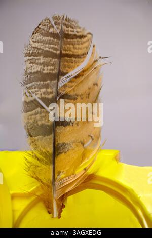 wing Feather of an Eurasian eagle-owl (Bubo bubo) Stock Photo