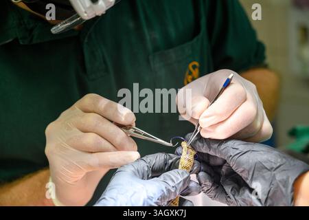 Veterinarian doctors and nursing staff are stitching the wounds of an injured juvenile black whipsnake (Dolichophis jugularis ثعبان السوط الأسود ) The Stock Photo