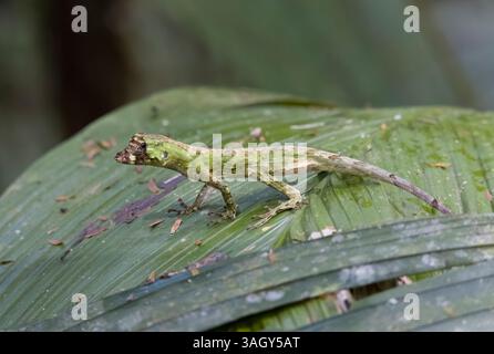 Pug-nosed or bighead Anole in Costa Rica Stock Photo