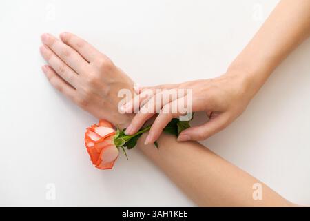 Delicate feminine hands with well-groomed skin hold a neatly trimmed orange rose on a white background, emphasizing aesthetics and care. Stock Photo