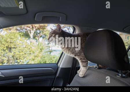 A beautiful gray striped adult cat is sitting on the passenger seat of the car Stock Photo