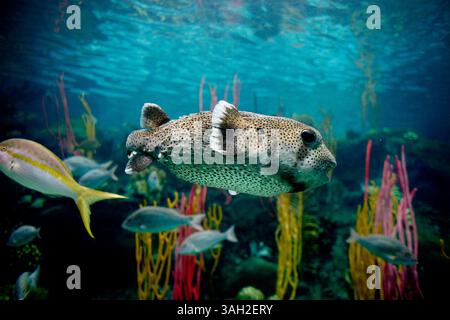 KAINAZ AMARIA  |   Times .TP 308227 AMAR aquarium 2 of 13 (06/27/2009 Tampa) .A Puffer Fish swims inside a viewing gallery in the Coral Reef area of The Aquarium, located in Downtown Tampa at 701 Channelside Drive. The Aquarium is open seven days a week from 9:30 - 5 p.m. [KAINAZ AMARIA, Times] (Credit Image: © St. Petersburg Times/ZUMA Press) Stock Photo