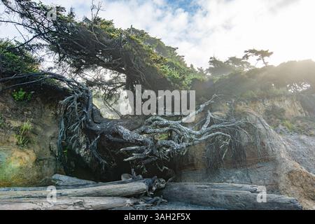 Tree of Life in Washington State at Kalaloch Beach in Olympic National Park shot in the morning with sunlight streaming through the clouds Stock Photo