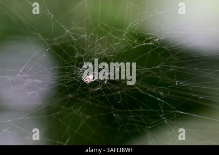 A small spider sitting in the center of its intricate web Stock Photo