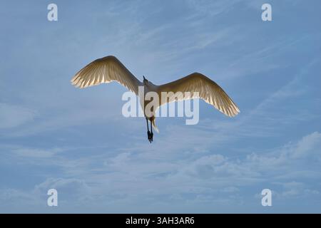 Great egret, flying against a bright blue sky with some scattered, wispy white clouds Stock Photo