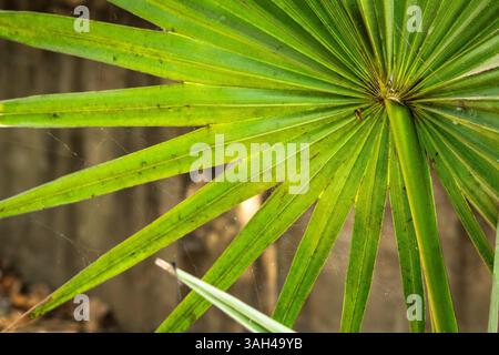 Green palm leaf in sharp focus, showcasing intricate details, textures, and natural patterns against a muted background, perfect for themes of nature, Stock Photo