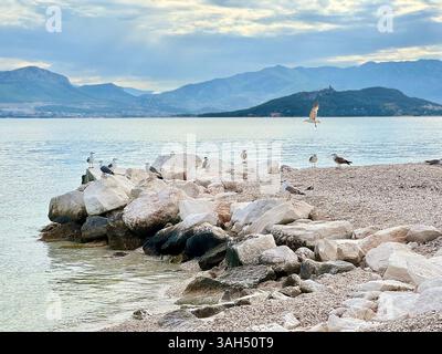 Seagulls Resting on a Rocky Beach by the Adriatic Sea in Trogir, Croatia Stock Photo