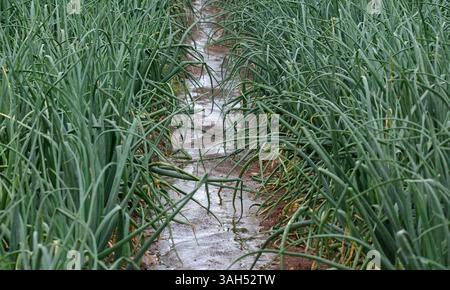 Green onion grow in a field. Stock Photo