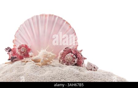 Various seashells, including murex, Angaria delphinus and Venus comb, arranged on white sand isolated on white. Stock Photo
