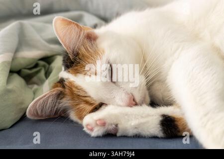 Beautiful tricolor cat sleeping on the bed. Home pet, Sweet kitty Stock Photo