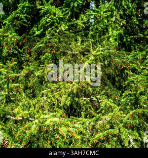 Spruce Stock Photo
