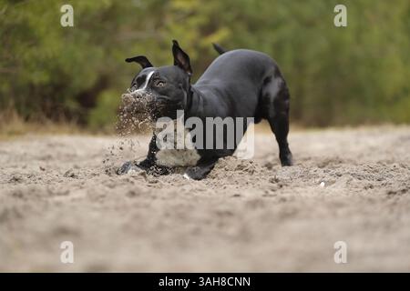 American Staffordshire Terrier Stock Photo