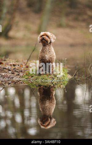 Miniature Poodle Stock Photo
