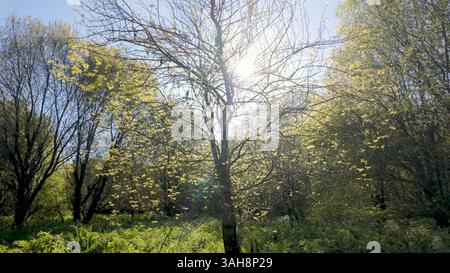 Sunlight streams through budding trees at Parque das Ribeiras, illuminating the fresh green foliage and creating a bright, natural scene in the park. Stock Photo