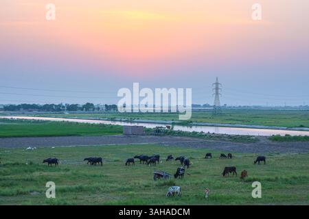 Beautiful sunset over the agricultural region of Punjab, Pakistan Stock Photo
