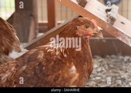 Backyard chickens in chicken coop in rural Pennsylvania Stock Photo