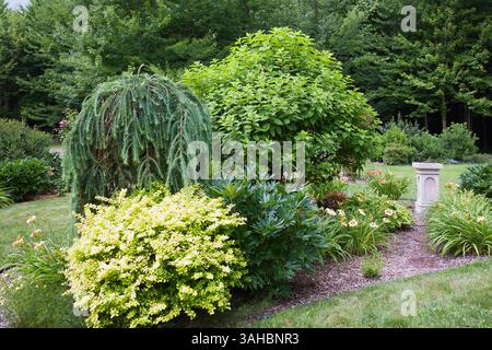 Fresh green Berberis thunbergii 'Aurea Nana' - Japanese Barberry, Paeonia 'Itoh Bartzella' - Peony, Larix decidua pendula - Larch in mulch border. Stock Photo