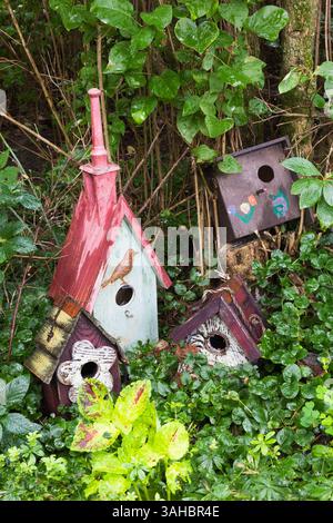 Painted wooden birdhouses and Solenostemon - Coleus, Lysimachia nummularia 'Aurea' - Golden creeping Jenny, Syringa - Lilac tree in backyard garden. Stock Photo