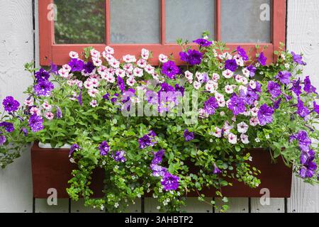 Purple Petunia 'Night Sky', Calibrachoa, Nepeta - Catmint in flower box below window on old grey painted wooden barn wall in backyard garden in summer. Stock Photo
