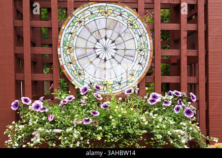 Purple Petunia 'Night Sky' Calibrachoa, Lobelia, yellow Sanvitalia - Creeping zinnia flowers in wooden flower box on burgundy painted wooden lattice. Stock Photo