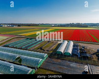 Aerial view of colorful tulip fields in full bloom, with greenhouses and farm equipment in the foreground under a clear blue sky. Stock Photo