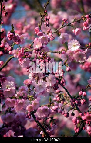 Cherry Blossom Stock Photo