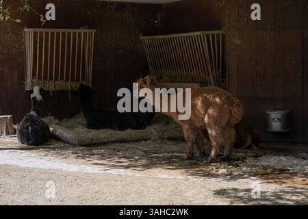Zurich, Switzerland, Zurich ZOO, 5 June, 2023. A group of alpacas rests and grazes in a shaded wooden enclosure with hay feeders mounted on the walls. One light brown alpaca stands in the foreground, while two darker alpacas lie in the hay. The warm, rustic setting and the relaxed posture of the animals create a peaceful and cozy farm-like scene. Stock Photo