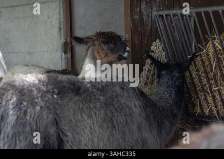 Two llamas are seen feeding from a hay rack inside a shaded enclosure. One of the llamas looks directly ahead with a calm expression, while the other has its head in the feeder. Their thick, woolly coats have a rugged texture, and the scene has a rustic, natural atmosphere with wooden walls and straw. Stock Photo