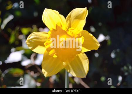 Narcissus flowers. Beautiful yellow daffodils on a green background.  Easter blooming narcissus flowers, spring flower banner. Beautiful Panoramic Spr Stock Photo